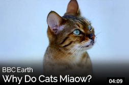 Asking | Cats